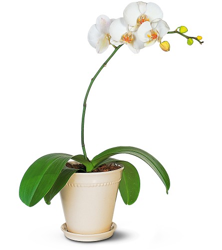 Orquidea en Planta